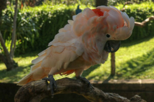 Kakadu molucký Salmon crested Cockatoo Cacatua moluccensis Bali Bird Park