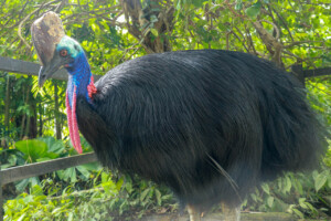 Kasuár jednolaločný Northern Cassowary Casuarius unappendiculatus Bali Bird Park