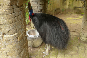 Kasuár jednolaločný Northern Cassowary Casuarius unappendiculatus Bali Bird Park