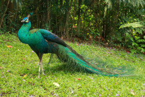 Páv Korunkatý Indian Peafowl Pavo Cristatus Bali Bird Park