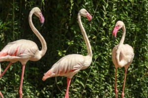 Plameňák růžový Greater Flamingo Phoenicopterus Roseus Bali Bird Park