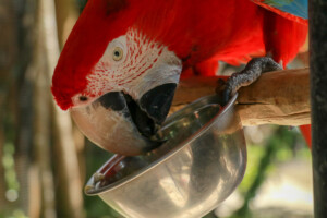 Ara zelenokřídlý Red-and-green Macaw Ara chloropterus Gray Bali Bird Park