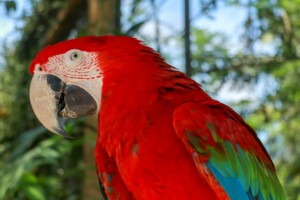 Ara zelenokřídlý Red-and-green Macaw Ara chloropterus Gray Bali Bird Park