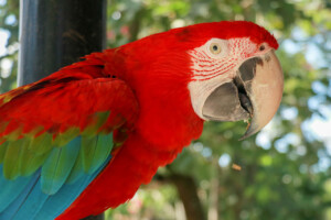 Ara zelenokřídlý Red-and-green Macaw Ara chloropterus Gray Bali Bird Park