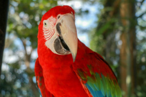 Ara zelenokřídlý Red-and-green Macaw Ara chloropterus Gray Bali Bird Park