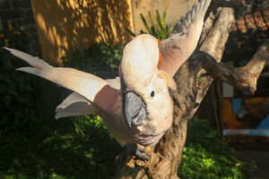 Kakadu molucký Salmon crested Cockatoo Cacatua moluccensis Bali Bird Park